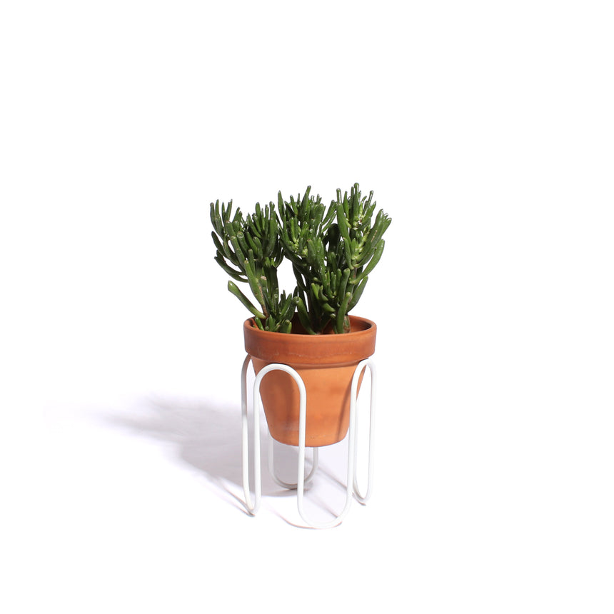 Large Squiggle Planter